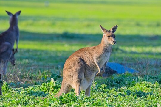 Watchful eastern grey kangaroos in the late afternoon sunlight, Woodlands Historic park, Victoria Australia. The bulge between her legs is almost fully grown joey in pouch