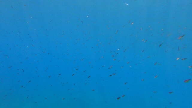 Underwater view of clear blue Mediterranean sea with small fish and rocky seabed