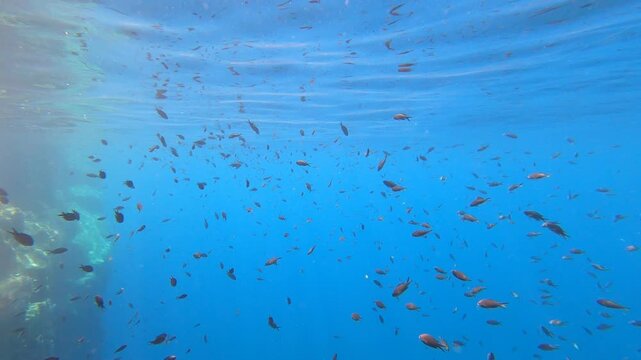 Underwater view of clear blue Mediterranean sea with small fish and rocky seabed