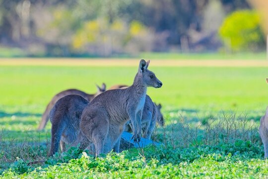 Watchful eastern grey kangaroo in redgum woodland, Woodlands historic park, Victoria Australia. possibly the best place to see wild kangaroos in the greater Melbourne area.
