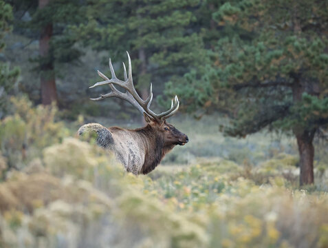 Gorgeous Elk Bull Nicknamed Lumpy 