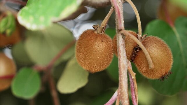 Close-up of fuzzy brown Actinidia deliciosa kiwifruits ripening on the vine surrounded by green leaves. Orchard harvest and homegrown fruit concept