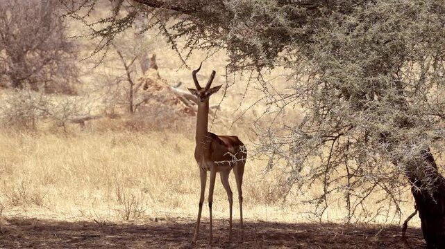 Gerenuks grazing in Samburu National Reserve, Kenya