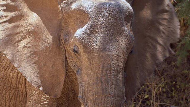 African elephant herd with young calves in Samburu National Reserve, Kenya. 2 clips.