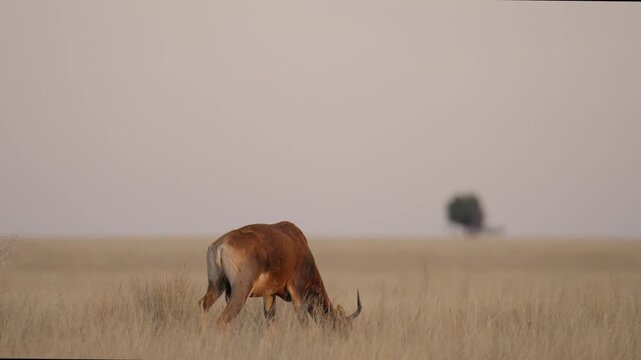 Common tsessebe, also known as sassaby (Damaliscus lunatus lunatus), feeding in natural Kalahari-Nama Karoo transition habitat near Kimberley, Northern Cape, South Africa.