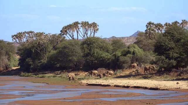 African elephant herd on riverbank in Samburu National Reserve, Kenya