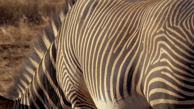 Close-up of Grevy&rsquo;s zebra stripes in Samburu National Reserve, Kenya