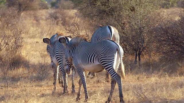 Herd of Grevy&rsquo;s zebras in Samburu National Reserve, Kenya