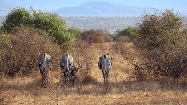 Three Grevy&rsquo;s zebras walking through Samburu National Reserve, Kenya