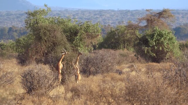 Gerenuks in Samburu National Reserve, Kenya