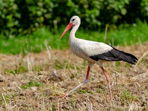 White stork (Ciconia ciconia) in summer.