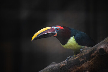 Green Aracari Perched on a Tree Branch in Captivity © Anja