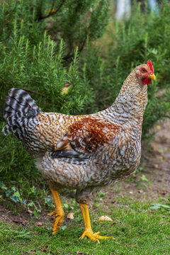 Bielefelder Kennhuhn Hahn im Hochformat, H&uuml;hnerrassen