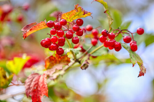 Vogelbeeren