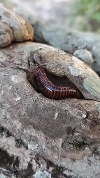 A millipede emerged from a tree hollow.