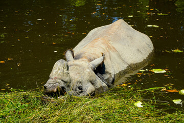 A greater one-horned rhinoceros cooling off in a calm pond at Vienna Zoo, ideal for wildlife, conservation, zoology, and environmental education themes. © Duro Mesiar