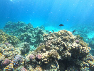 Silhouetted fish swimming above coral reef in blue water © Softlight Lens