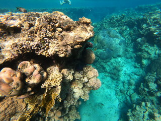 Underwater coral wall with fish and distant snorkeler © Softlight Lens