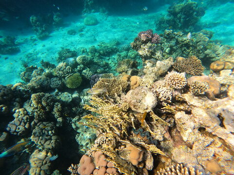 Coral reef ecosystem with fish and giant clam