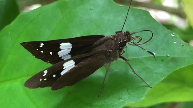 Skipper Moth With White Wing Markings on Leaf
