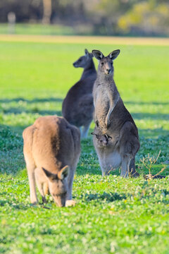 large eastern grey kangaroo feeding in the foreground as female with large, curious joey in pouch watches carefully. Woodlands historic park, Victoria Australia.