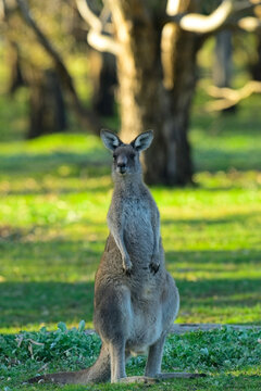 Watchful eastern grey kangaroo in redgum woodland, Woodlands historic park, Victoria Australia. possibly the best place to see wild kangaroos in the greater Melbourne area.