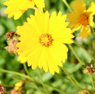 A close view on the bright yellow flower in the garden.