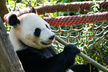 Giant panda holding a bamboo stalk in a lush green enclosure in Vienna, Austria, creating a natural wildlife scene suitable for travel, conservation, education, and editorial content. © Duro Mesiar
