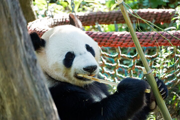 Giant panda relaxing and eating bamboo in a leafy enclosure in Vienna, Austria, suitable for wildlife, travel, tourism, conservation, and educational content. © Duro Mesiar