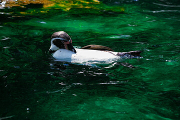 A penguin floats peacefully in clear green water, creating a striking aquatic wildlife scene with reflections and open space for travel, education, and editorial content. © Duro Mesiar
