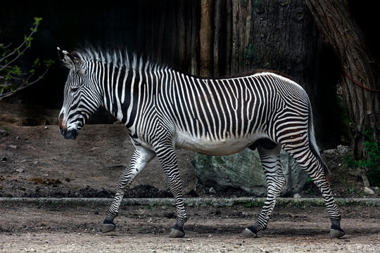 Walking Grevy zebra male. Latin name - Equus grevyi