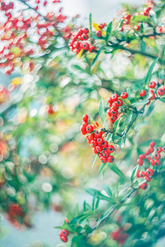 Red Pyracantha Berries with Soft Bokeh in Autumn Sunlight