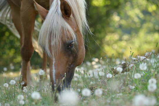 Portrait eines wundersch&ouml;nen goldenen Pferdes das friedlich inmitten von Pusteblumen Gras frisst
