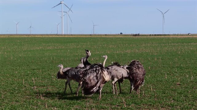 Rheas Walking Near Wind Farm in Rural Argentina.