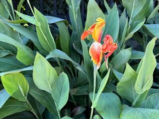 Close-up of a striking red and yellow Canna lily flower (Canna indica) surrounded by lush green foliage in a garden, capturing vibrant tropical botanical beauty and natural summer flora detail. © Bediha Duru Öksüz