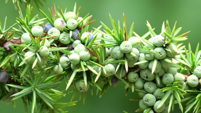 Branch of Juniper tree (Juniperus communis) with berries immature, moved by the wind