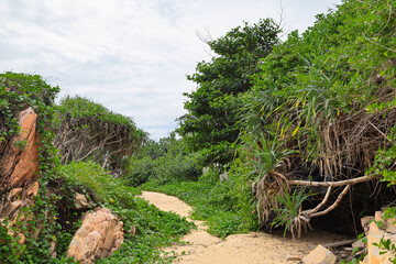 Sandy Coast Trail Through Lush Green Tropical Foliage and Rocks © IZIFOTO
