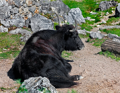 Black domestic yak on the ground in its enclosure. Latin name - Bos grunniens and Bos mutus