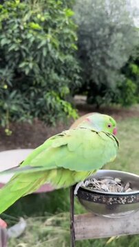 Green Ring-Necked Parakeet Preening Feathers at a Bird Feeder