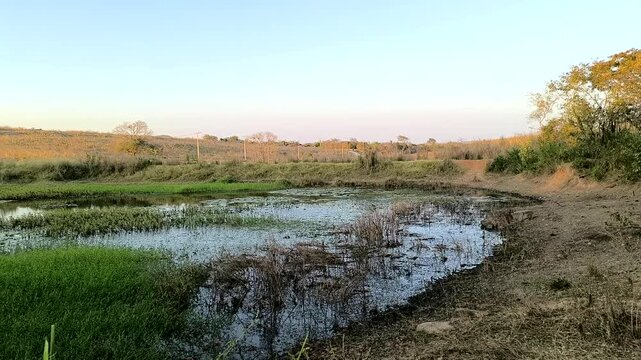 Serene natural landscape with a calm pond reflecting the clear sky and surrounded by lush vegetation and dry grass