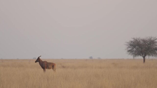 Common tsessebe, or sassaby (Damaliscus lunatus lunatus), in natural Kalahari-Nama Karoo transition habitat near Kimberley, Northern Cape, South Africa, showcasing African wildlife.