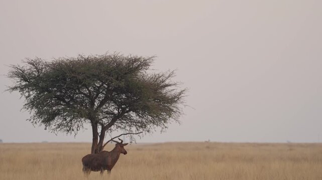 Common tsessebe, also known as sassaby (Damaliscus lunatus lunatus), feeding in natural Kalahari-Nama Karoo transition habitat near Kimberley, Northern Cape, South Africa.