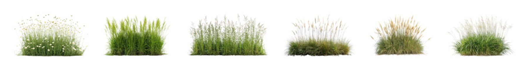 Obraz premium PNG Variety of ornamental grass clumps isolated on transparent