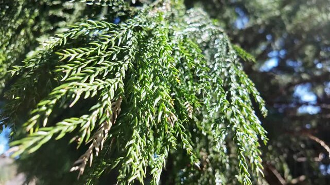 Fine cedar twigs cascade with dense needle foliage catching soft dappled sunlight.