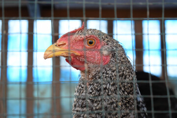 Close Up Portrait of a Barred Chicken Behind Wire Mesh in a Poultry Coop © Toirin