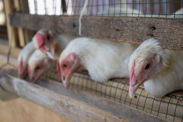 Row of white leghorn chickens eating feed from a wooden trough inside a commercial poultry farm coop, close-up shot. © Toirin