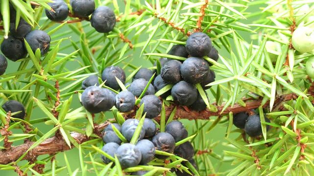 Branch of Juniper tree (Juniperus communis) with ripe berries, moved by the wind