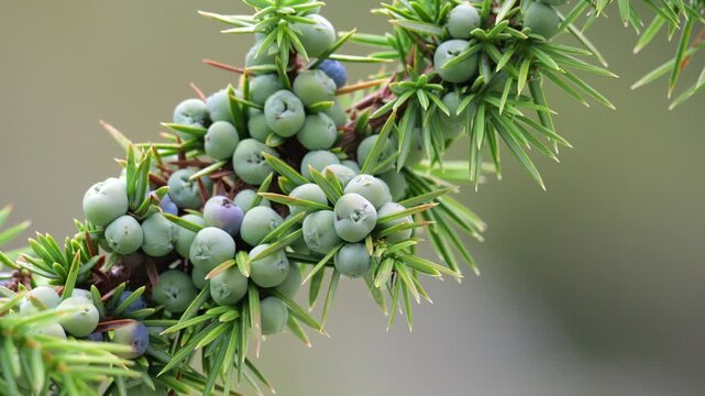 Branch of Juniper tree (Juniperus communis) with berries immature, moved by the wind