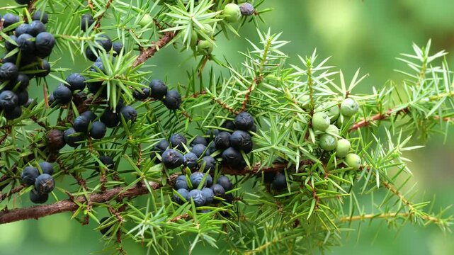 Branch of Juniper tree (Juniperus communis) with ripe berries, moved by the wind