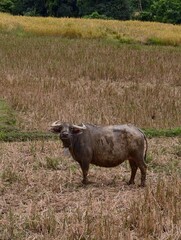Traditional Asian water buffalo standing in a harvested rice field, surrounded by dry rice stubble, green grass, golden crops, and dense forest, portraying rural farming, agricultural heritage, and th © Kitty